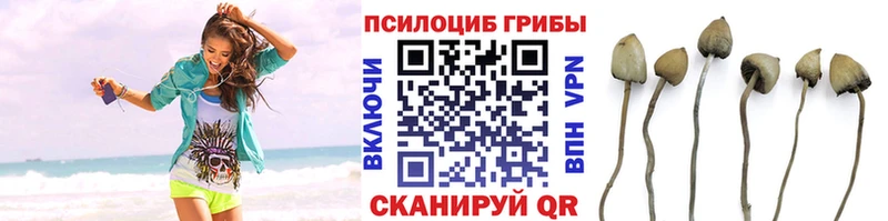 Псилоцибиновые грибы Cubensis  как найти закладки  Тетюши 